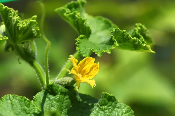 Gurkenblüte — Stockfoto