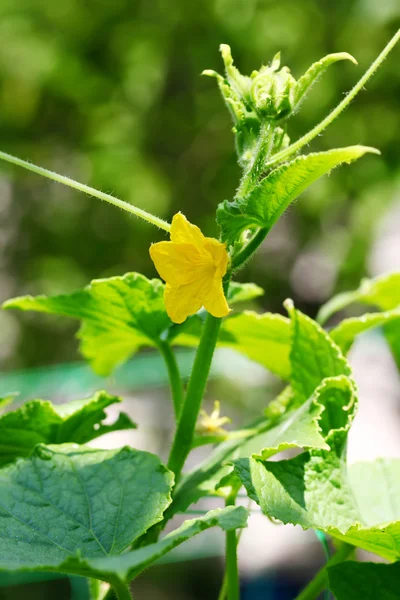 Cucumber flower — Stock Photo, Image