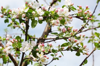 Çiçek açan elma ağacı