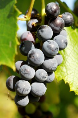 taze kırmızı üzüm