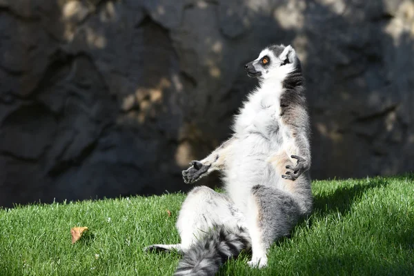 Ring-tail lemur. — Stock Photo, Image