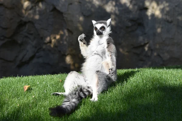 Ring-tail lemur. — Stock Photo, Image