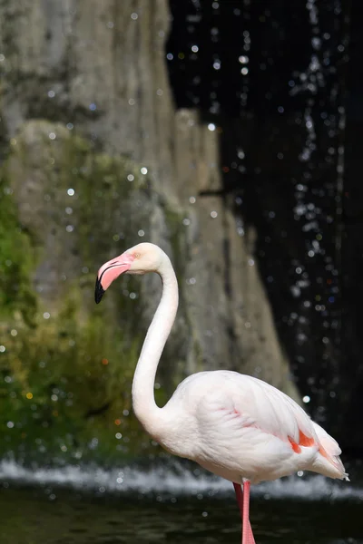 A close up of a pink flamingo. — Stock Photo, Image