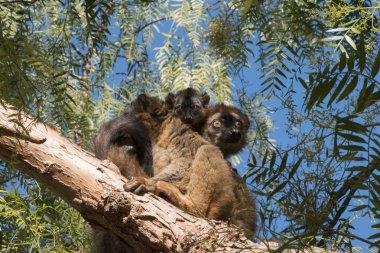 Kahverengi lemur dal.