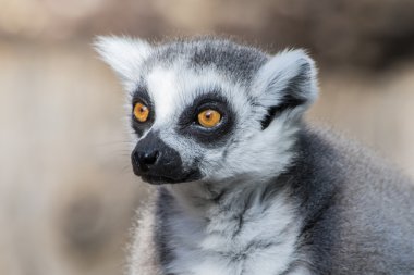 Halka kuyruklu Maki. 