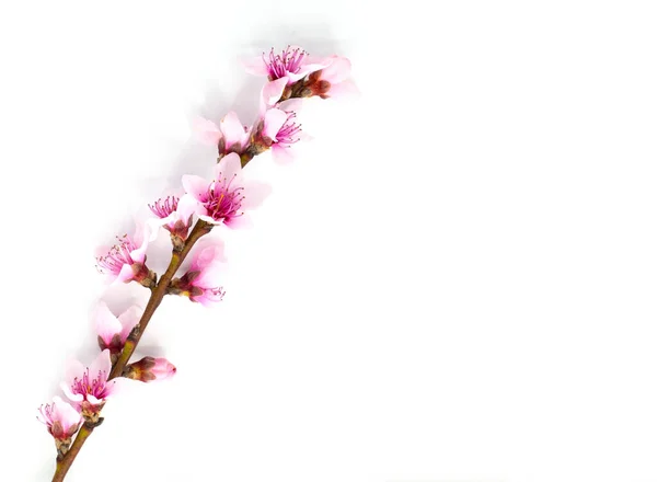 Rama floral con almendras florecientes y algunos pétalos. — Foto de Stock