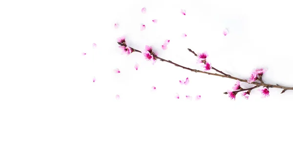 Rama floral con almendras florecientes y algunos pétalos. — Foto de Stock