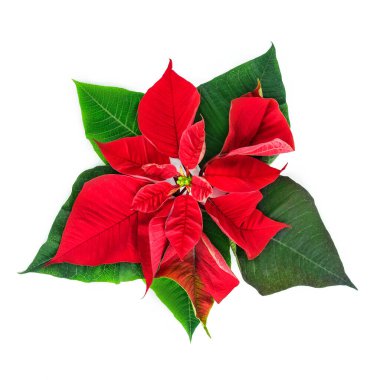 Beyaz arka planda kırmızı bir Noel çiçeği.
