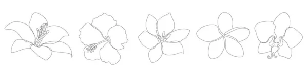Květiny v lineárním stylu izolované na bílém. — Stockový vektor