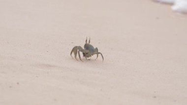 Yumuşak okyanus dalgaları kıyı şeridi boyunca hızla ilerleyen küçük bir yengeç, sonunda yumuşak bir deniz köpüğü örtüsüyle kaplanır. Çarpıcı 4K ağır çekimde yakalandı..