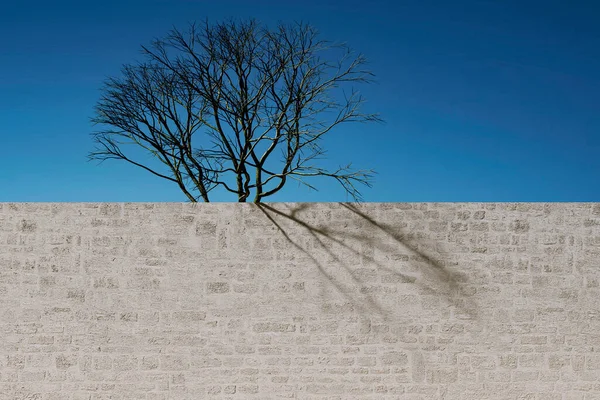 Arbre Sans Feuilles Derrière Une Vieille Clôture Mur Contre Ciel — Photo