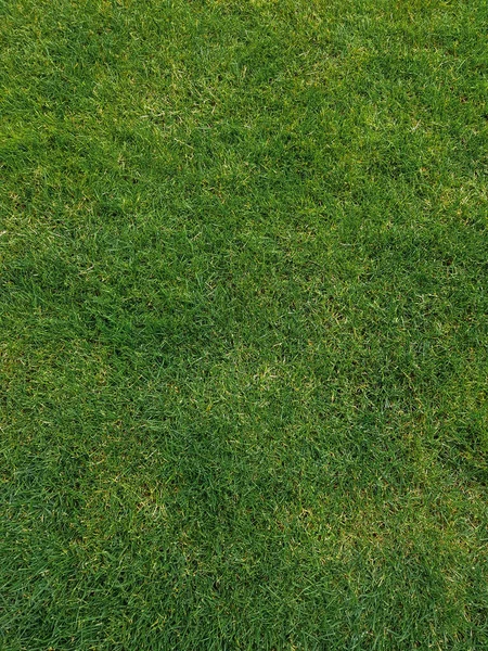 Green Fresh Grass Texture Grass Field Grass Carpet Texture Source — Stock Photo, Image