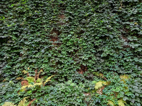 Hecke Der Fassade Eines Alten Gebäudes Textur Oder Hintergrund Vertikale — Stockfoto