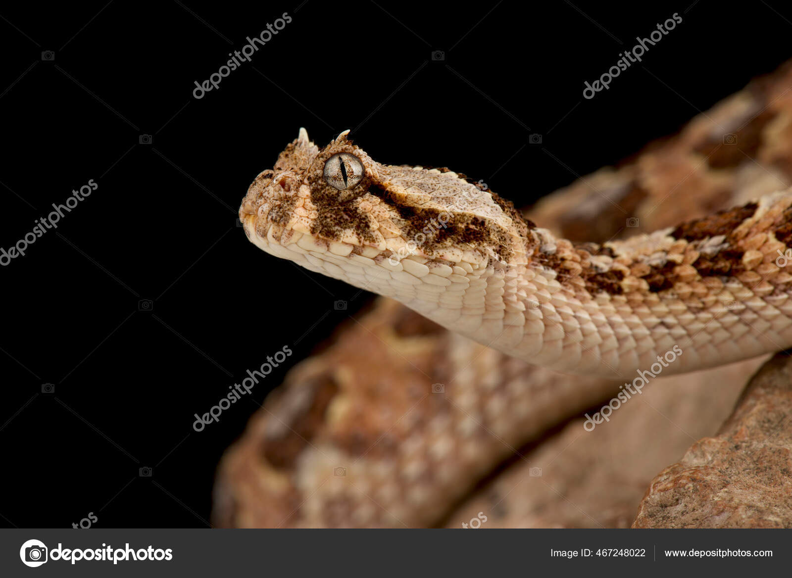 Sawscaled viper nimfalv