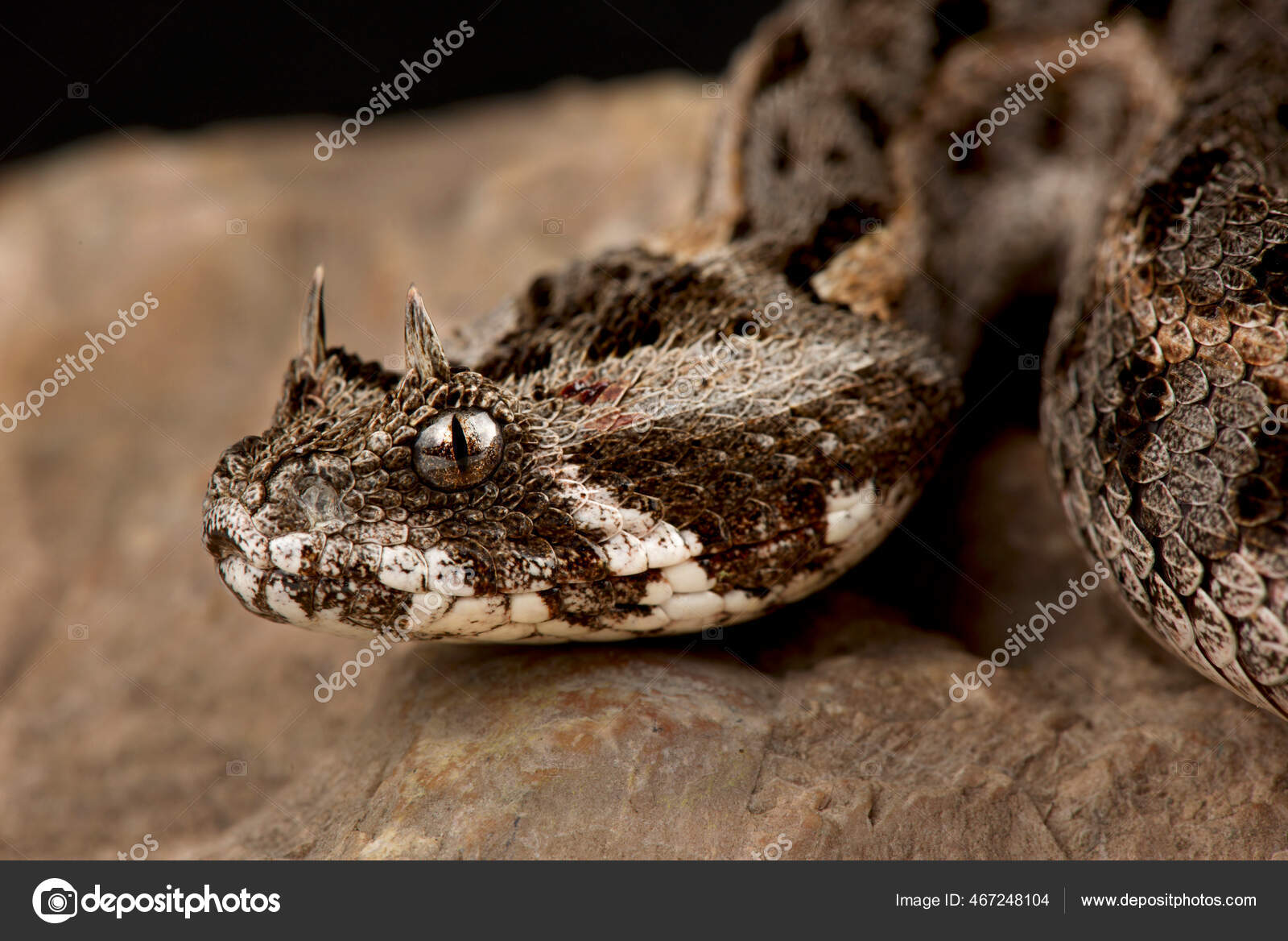 Ular etuk pussiesda boladilar