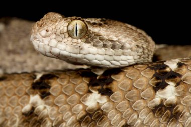 Hint testere ölçekli Viper (Echis carinatus)