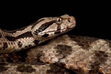 Osmanlı Viper 'i (Montivipera xanthina )