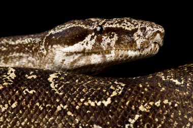 Dinnik 'in Vipera dinniki' si)