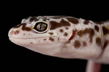 İranlı yağ kuyruklu kertenkele (Eublepharis angramainyu)