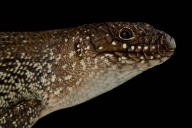 Doğu Hint leopar kertenkelesi (EublePharis hardwickii)