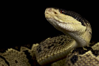 Puff engerek (Bitis arietanları)