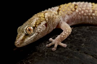 İnce bantlı Orman Gecko (Cyrtodactylus konsobrinus)