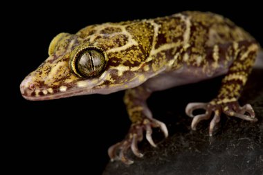 İnce bantlı Orman Gecko (Cyrtodactylus konsobrinus)
