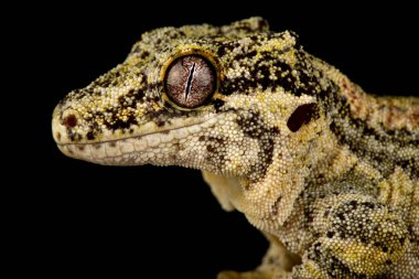 Gargoyle gecko (Rhacodactylus auriculatus))