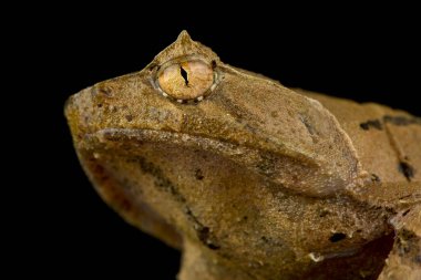 Kısa boynuzlu Asya boynuzlu kurbağası (Xenophrys aceras)
