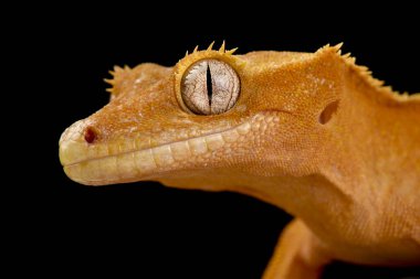 Armalı gecko (Correlophus ciliatus)