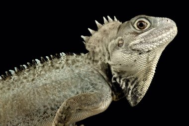 Kalam orman ejderhası (Hypsilurus nigrigularis)