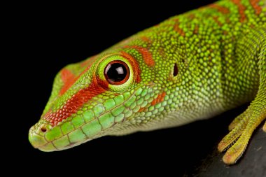 Amazon yeşil anole (Anolis punctatus)