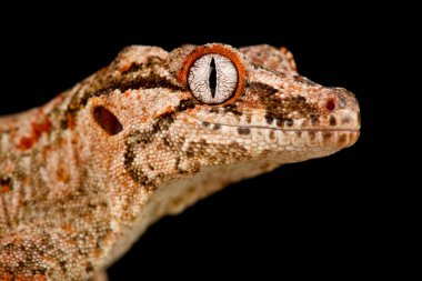Gargoyle gecko (Rhacodactylus auriculatus))