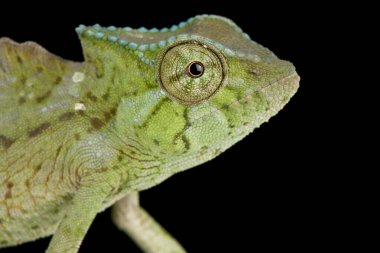 İki bantlı bukalemun (Furcifer balteatus))