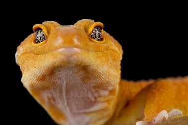 Leopar kertenkelesi (Eublepharis macularius) Çince