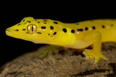 Polilo sahte gecko (Pseudogekko smaragdinus)