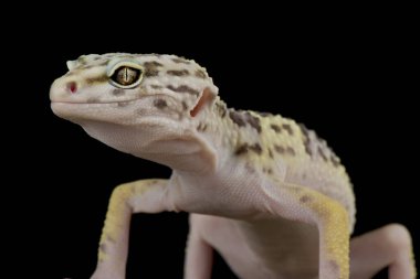 İranlı yağ kuyruklu kertenkele (Eublepharis angramainyu)