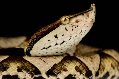 100 adım Viper (Deinagkistrodon acutus)