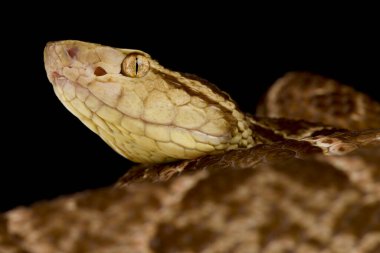 Fer-de-Lance (Bothrops asper)