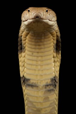 Kral Kobra (Ophiophagus Hannah)