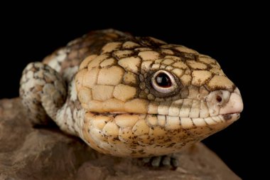 Doğu shingleback skink (Tiliqua rugosa rugosa)