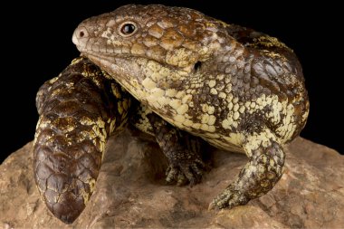 Kuzey shingleback skink (Tiliqua rugossa palarra)