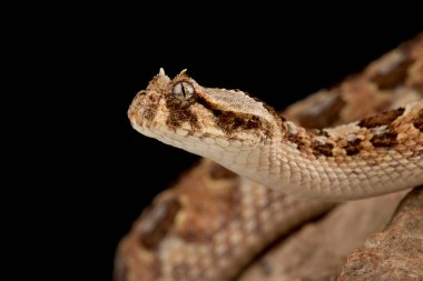 Hint testere ölçekli Viper (Echis carinatus)