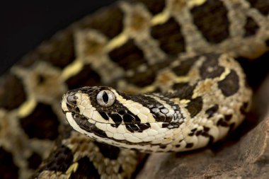 Lowland viper (Proatheris superciliaris)