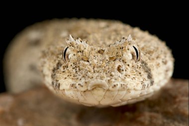 Schneider 'in cüce engereği (Bitis schneideri)