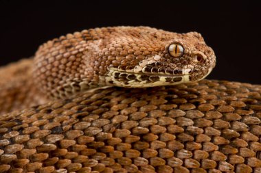 Berg engerek (Bitis atropos)