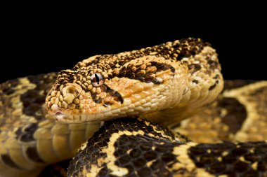 Puff engerek (Bitis arietanları)