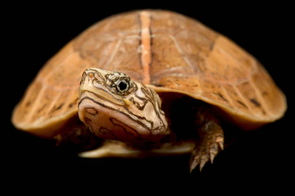 Central Vietnamese Flowerback Box Turtle Cuora Bourreti — Stock Photo, Image