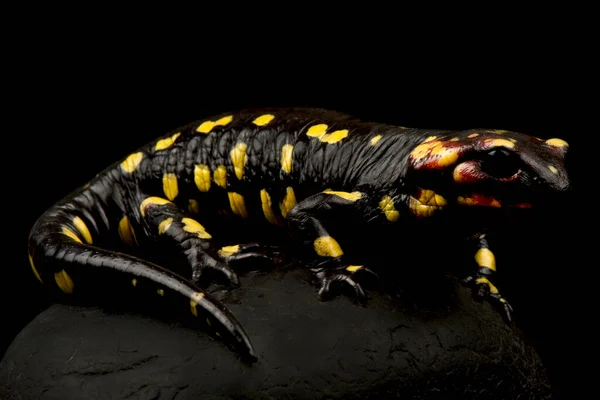 Salamandra Salamandra Salamandra — Fotografia de Stock