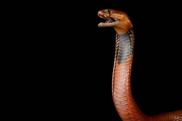 Atacando Cobra Escupiendo Rojo Naja Pallida — Foto de Stock